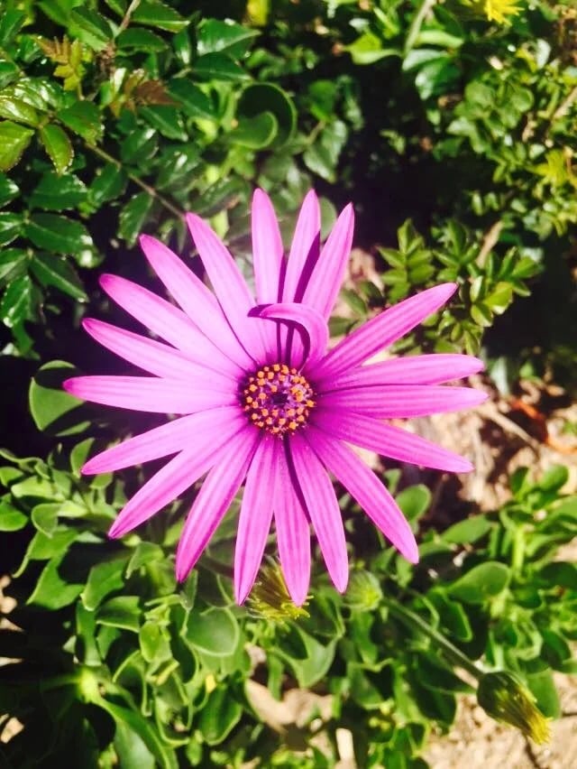 Pink-purple daisy-like flower with a yellow and purple center among green leaves.