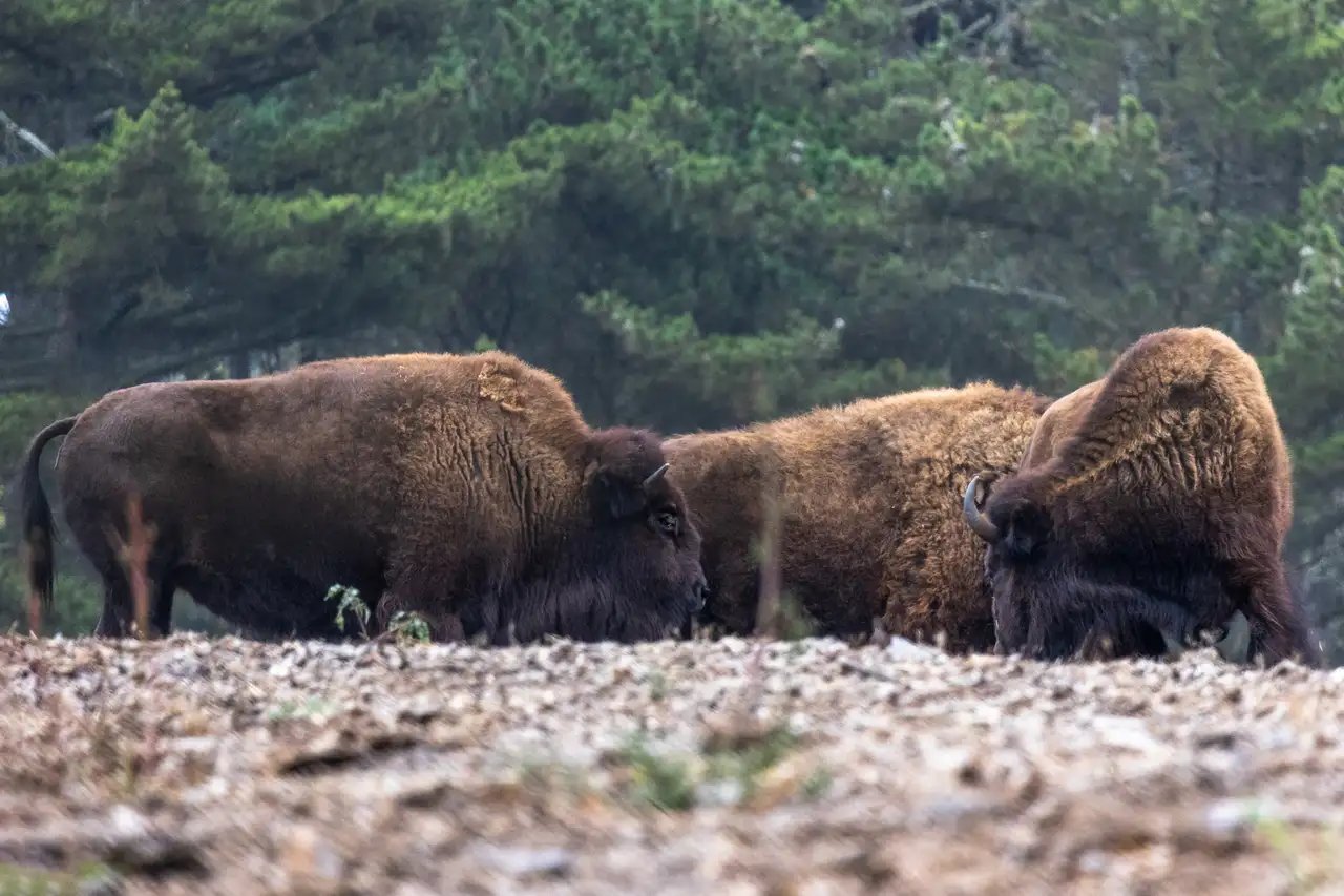 American bison grazing in the paddock at Golden Gate Park