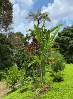Build Amidst Untouched Jungle & Mountain Vistas | Ocean-View Estate with Fruit Orchards + Casita Design Your Vision in Tres Rios, Costa Rica