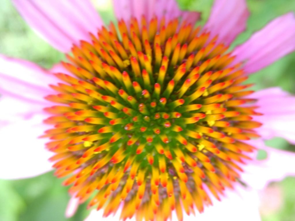 Cone Flower