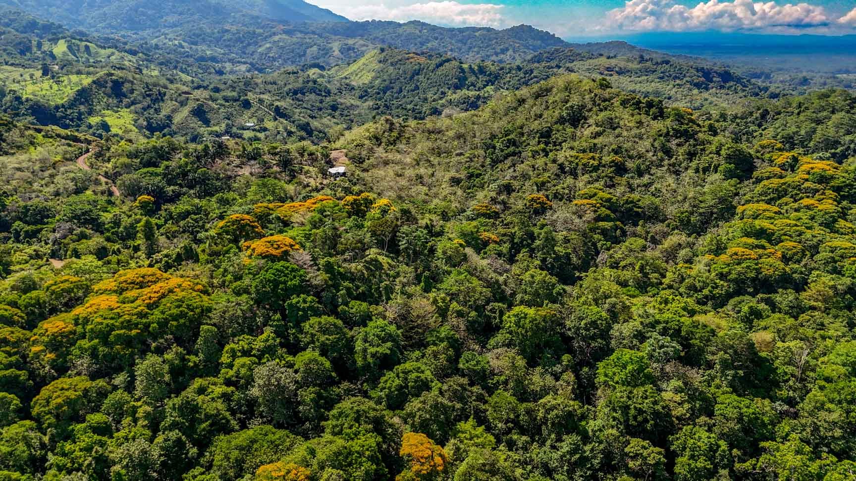 32-Acre Self-Sustainable Off-Grid Farm Near Ojochal with House, Solar Power & River