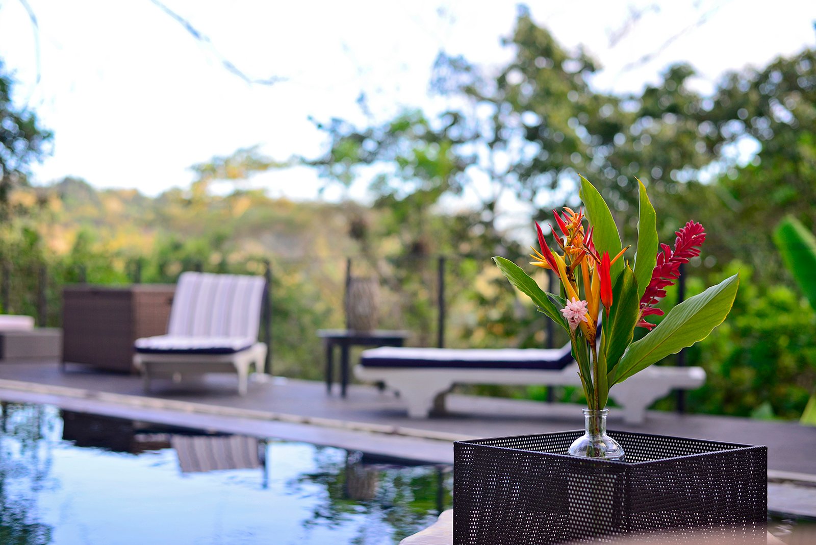 The Jungle Residence