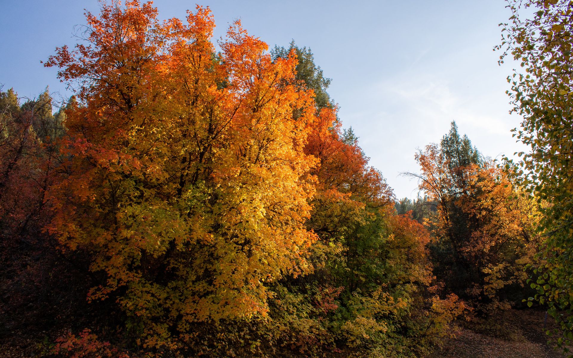 San Anselmo picture