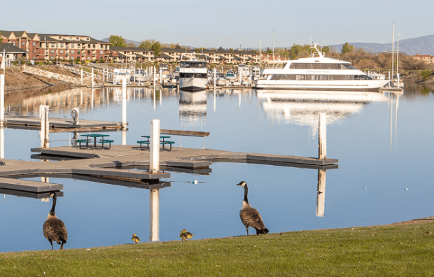Geese family enjoying sunshine and blue waters at a marina in Richland Washington