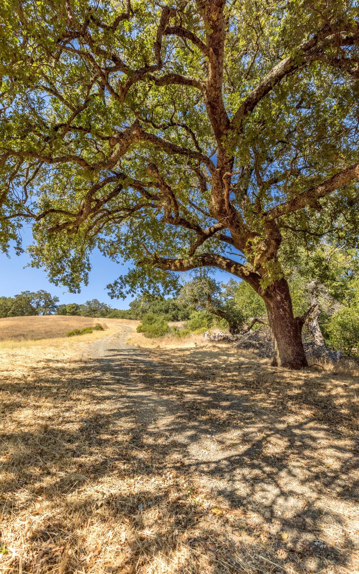 Grove Street, Sonoma