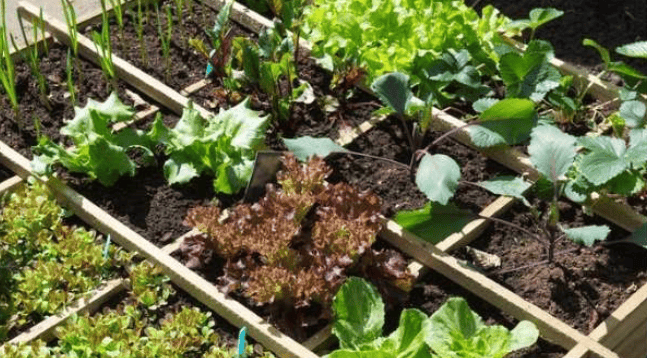 Raised garden beds planted with leafy vegetables and lettuce.