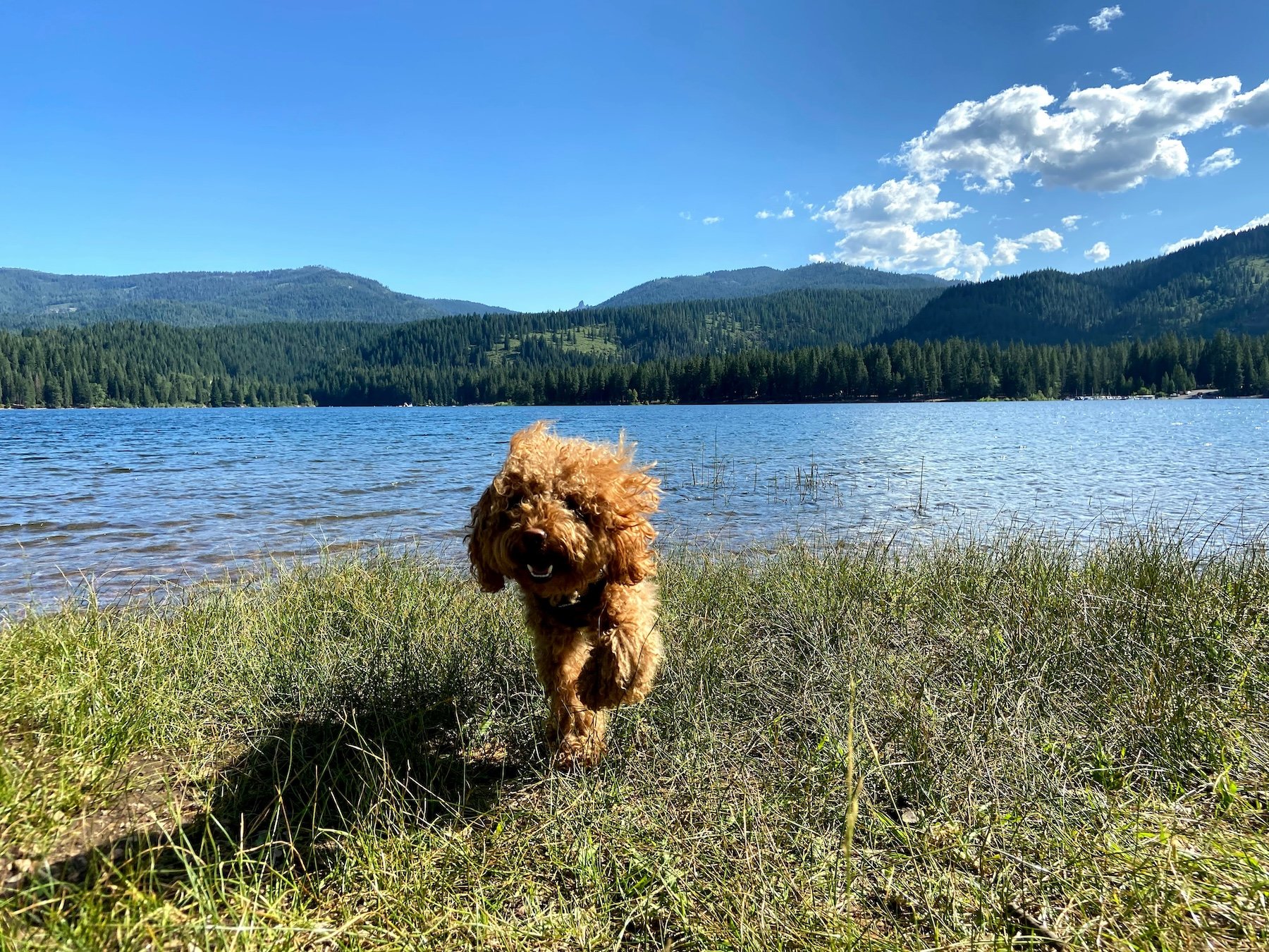 Best off-leash dog parks in Denver