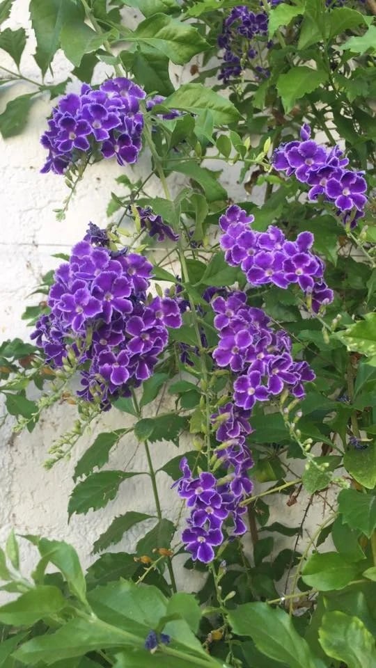 Purple flower clusters and green leaves growing against a stucco wall.