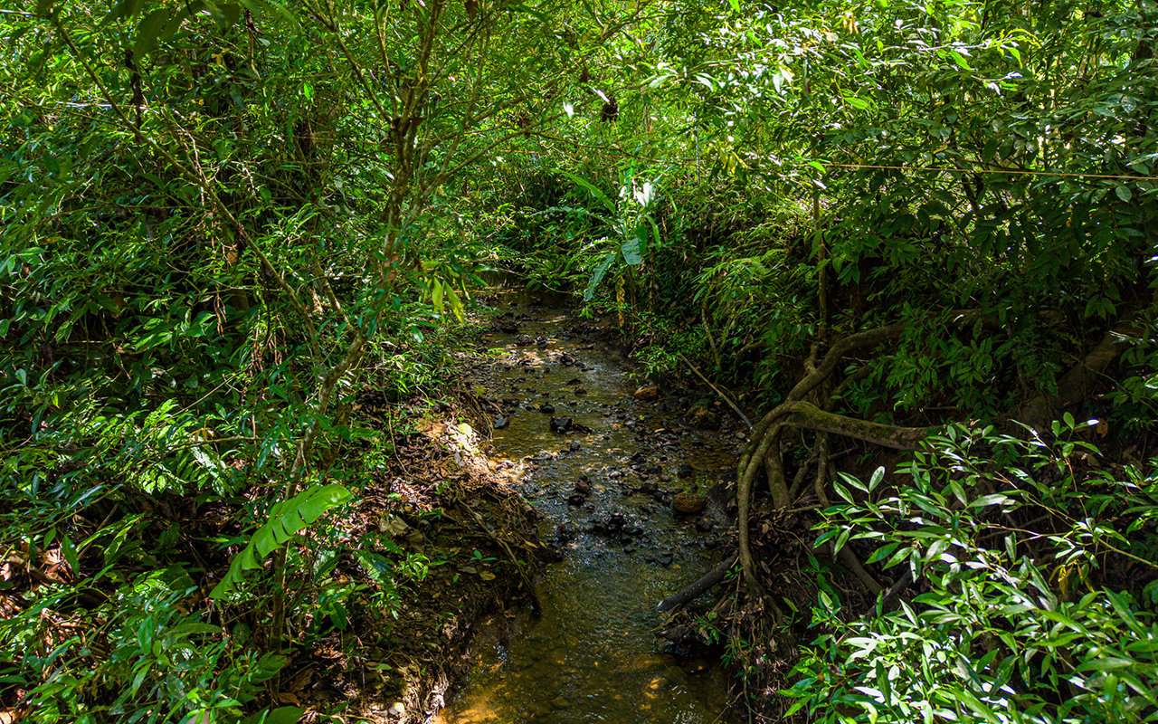 Home Near Downtown Uvita with Private Forest and Creek