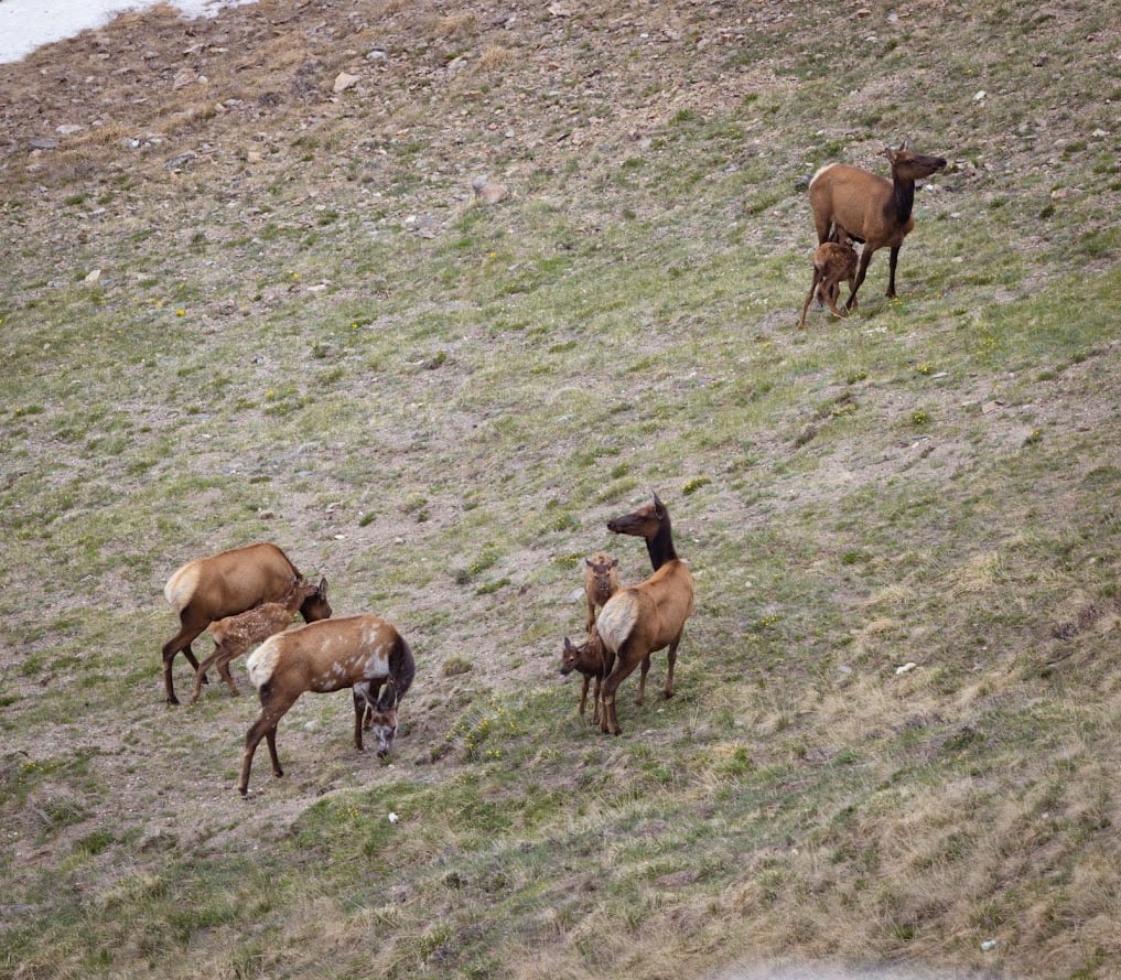 Where the Road Meets the Sky: Driving Trail Ridge Road