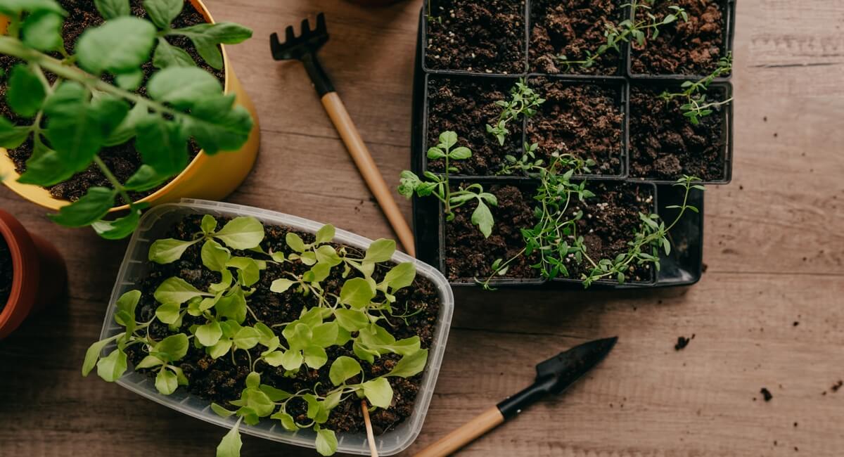 How To Start A Kitchen Garden