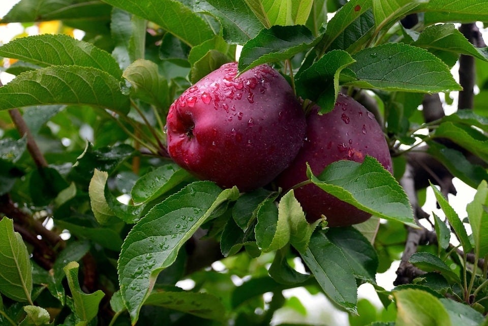 Top Apple Picking Spots in Orange County (Plus One Historic Gem in Rockland!)