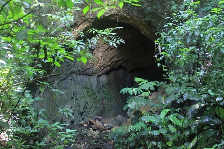 Sustainable Organic Farm, Osa, Puntarenas