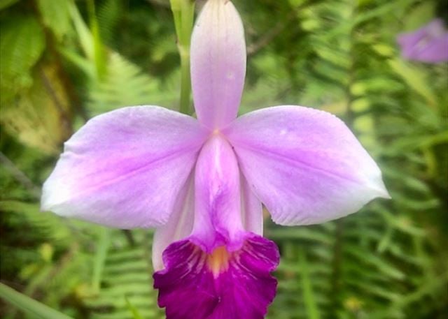 Kailua/Lanikai Beach Hideaway