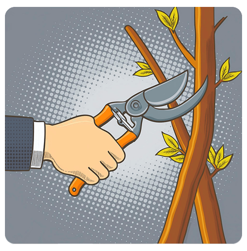 Hand using pruning shears to trim leafy tree branches.