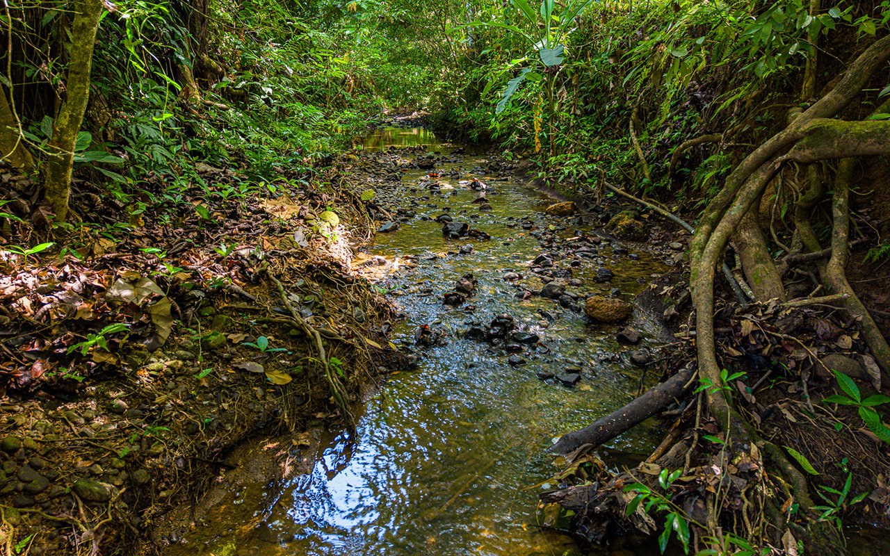 Home Near Downtown Uvita with Private Forest and Creek