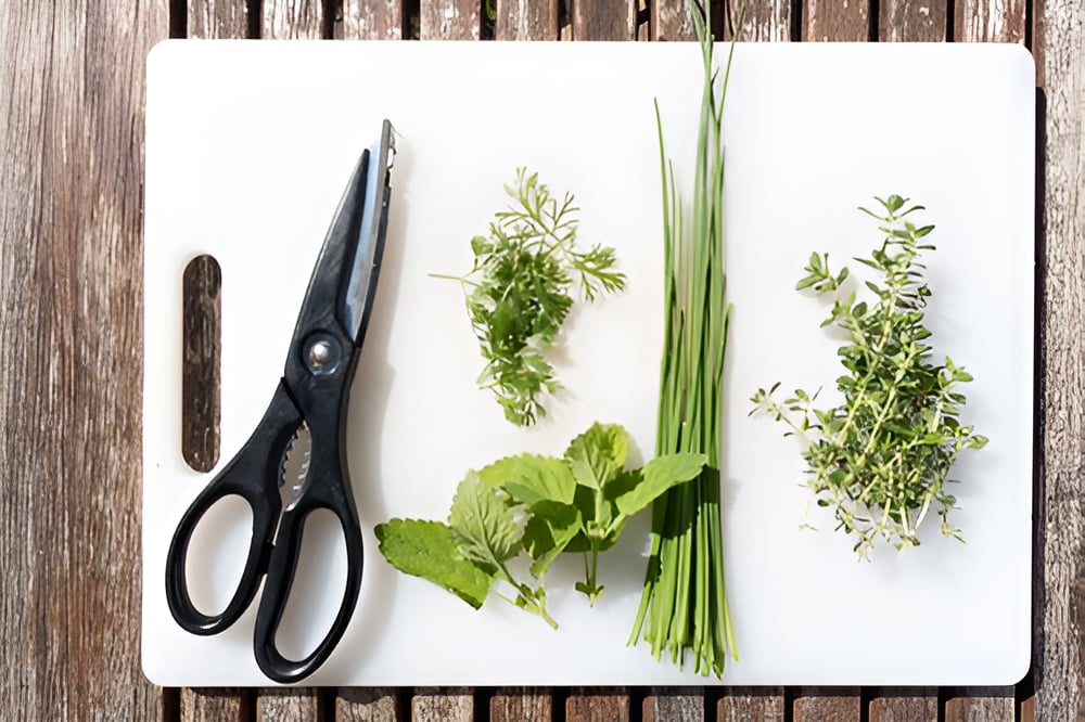 Wishing You Had an Old-School Culinary Herb Garden? Here's What You Need to Do