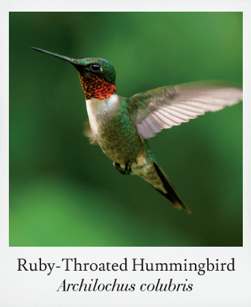 Basics of Birding