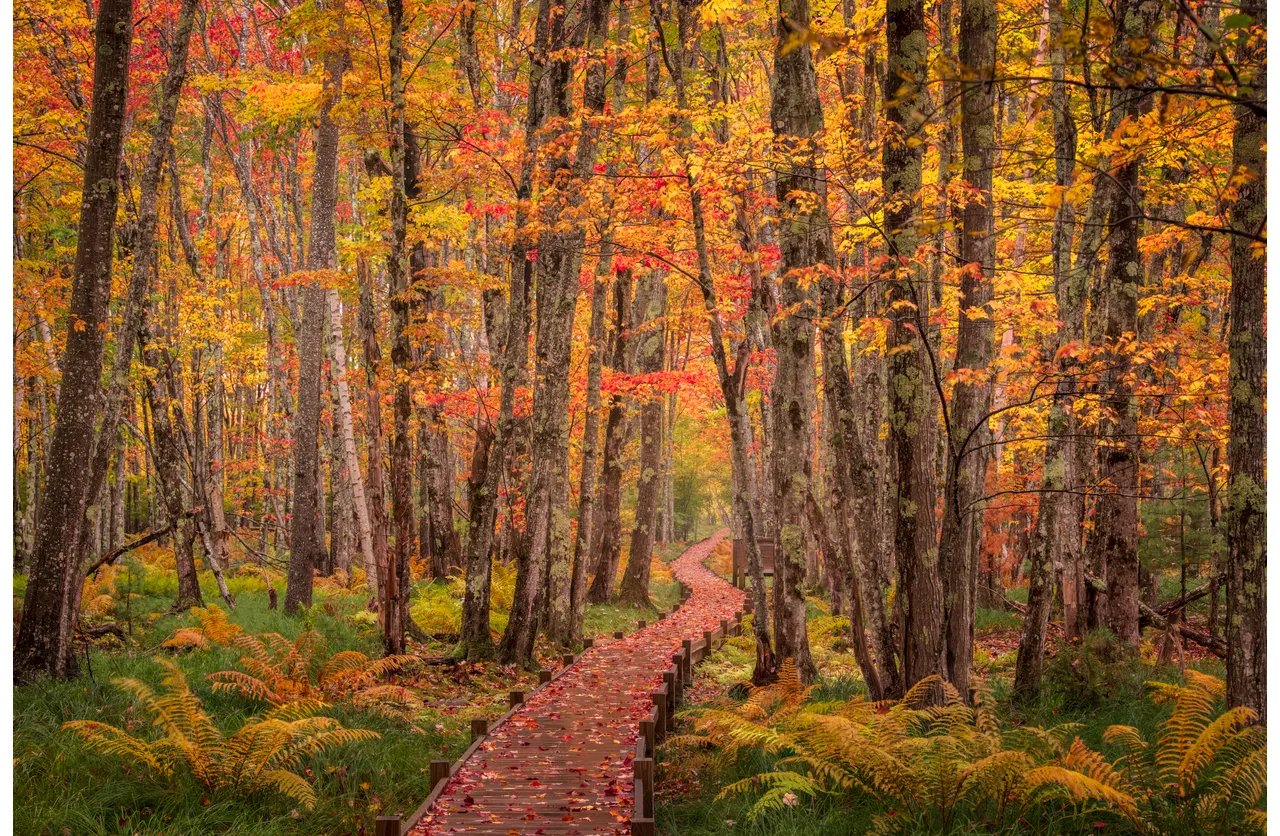 Live Near Acadia National Park