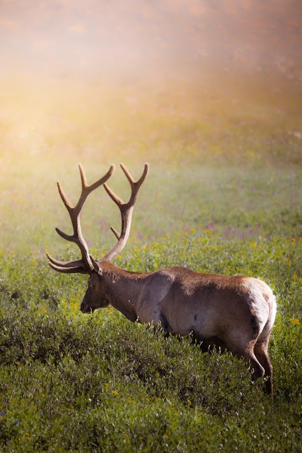 Driving Into the Wild: A Sensory Journey Along Old Fall River Road