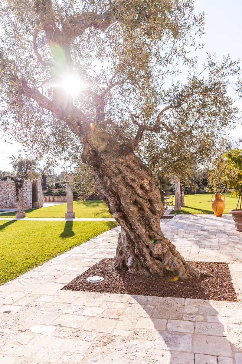 Intimate Villa Surrounded by Olive Trees Near the Town of Fasano