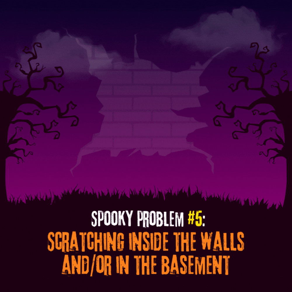 Spooky Problem #5: scratching inside the walls and/or in the basement.