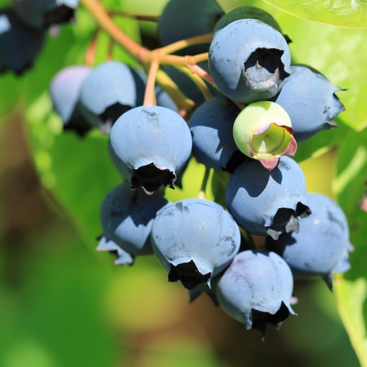 Hurrah for the Small but Mighty Blueberry!