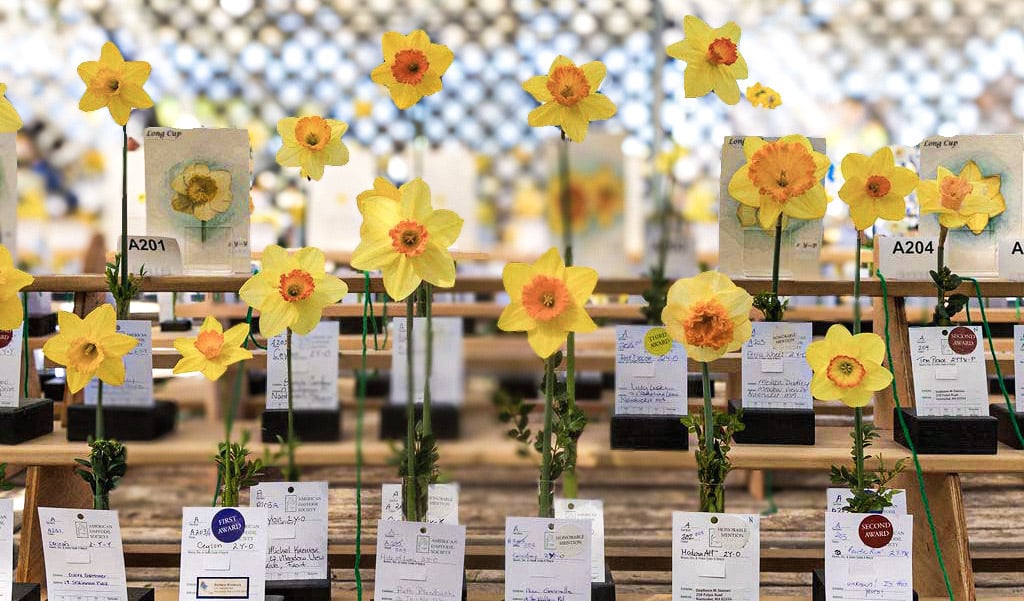 50th Annual Daffodil Flower Show