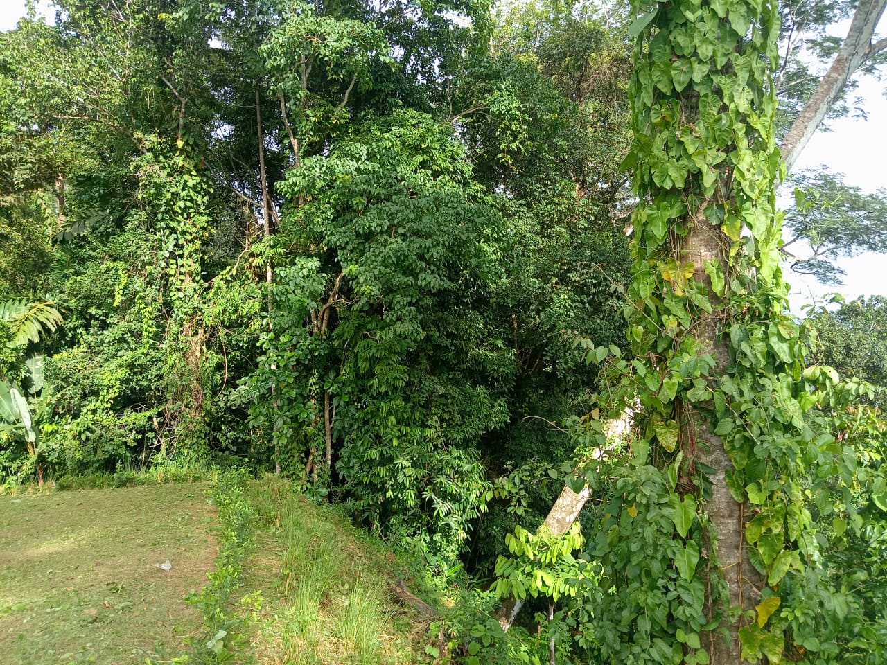 0.46 ACRES – Ocean View Land With Ready To Build Site, 2 Minutes Away From El Pavon Waterfall, Utilities On Site & Virgin Forest!!!