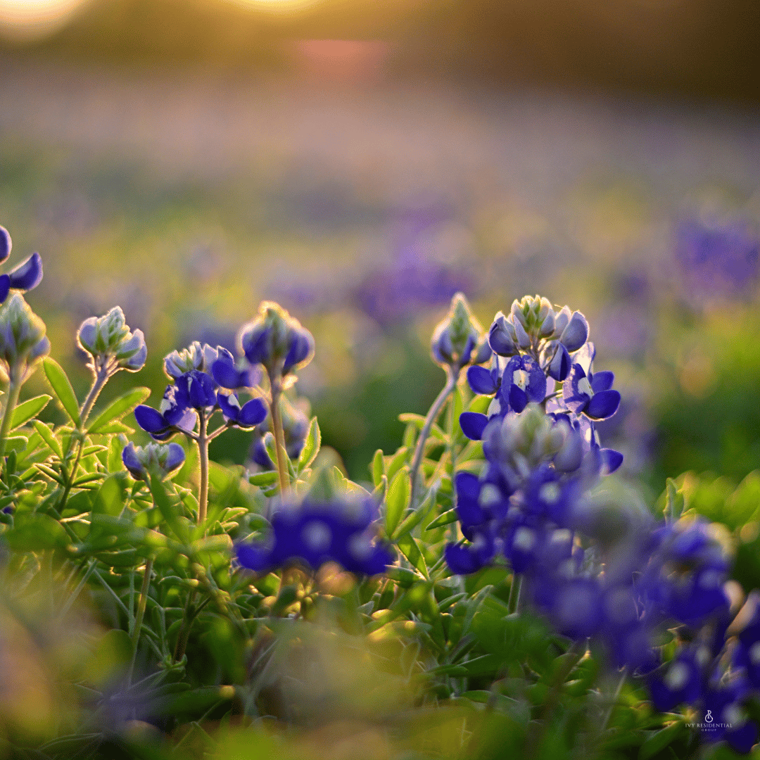 The 7 Best Places to See Bluebonnets in the Texas Hill Country