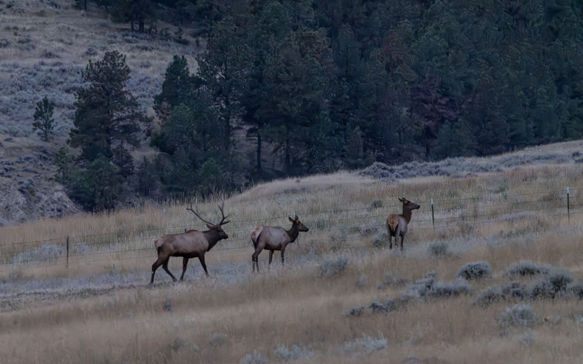 Elk Rich Ranch