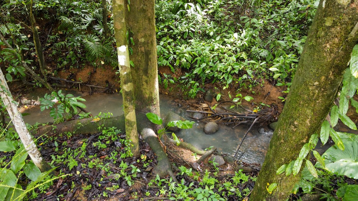 Modern House For Sale With Jungle View, Peaceful Stream, and Rental Cabins