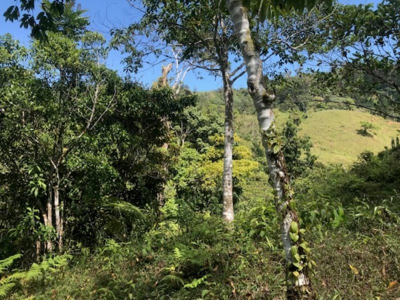 Spring Fed Ocean View Acreage, Uvita, Puntarenas