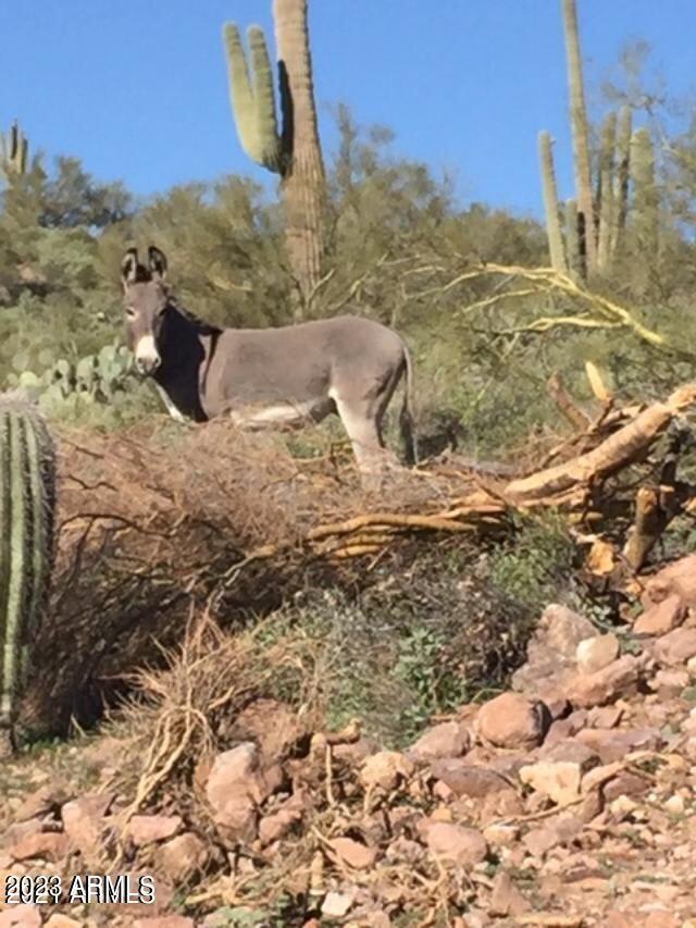 00xxx N Cow Creek/lake Pleasant Rd #1