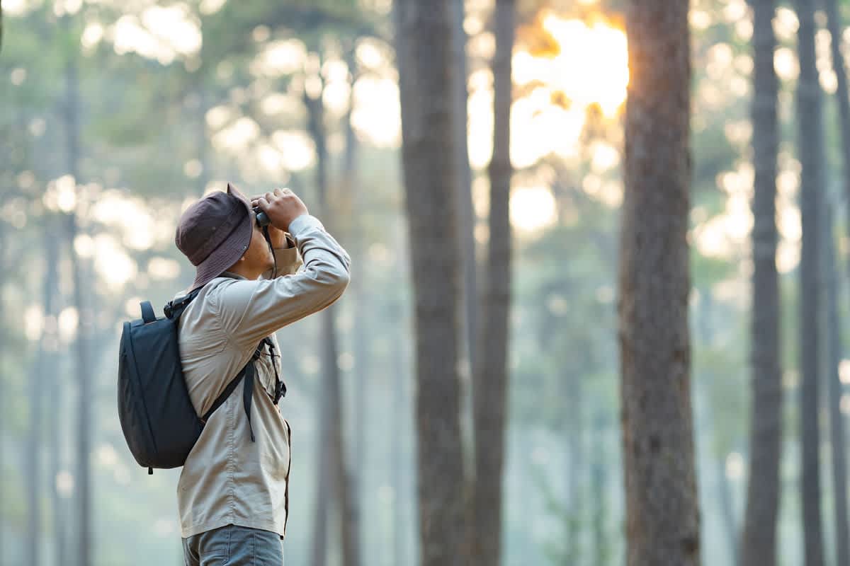 Basics of Birding