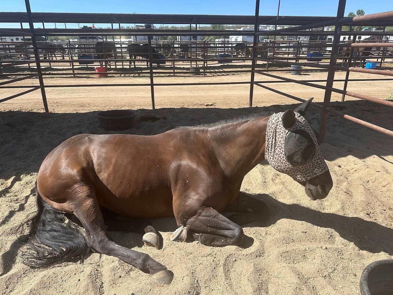 Why Do Horses Lie Down? And What Can It Teach Us About Real Estate?