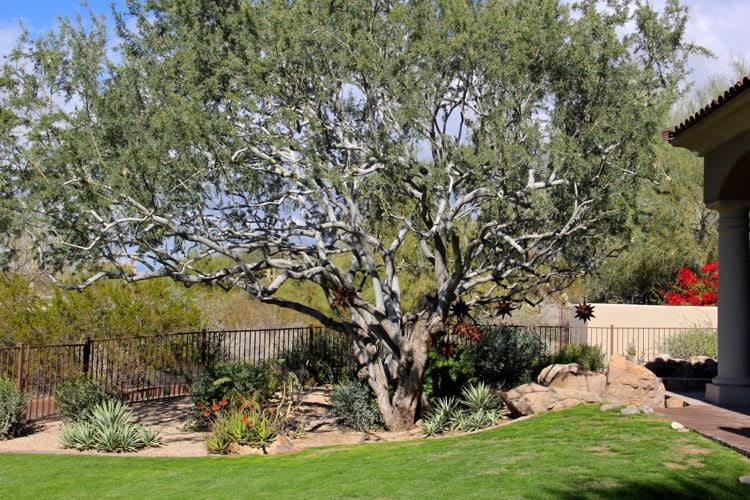 What Every Scottsdale Homebuyer Should Know About Natural Area Open Space (Naos)