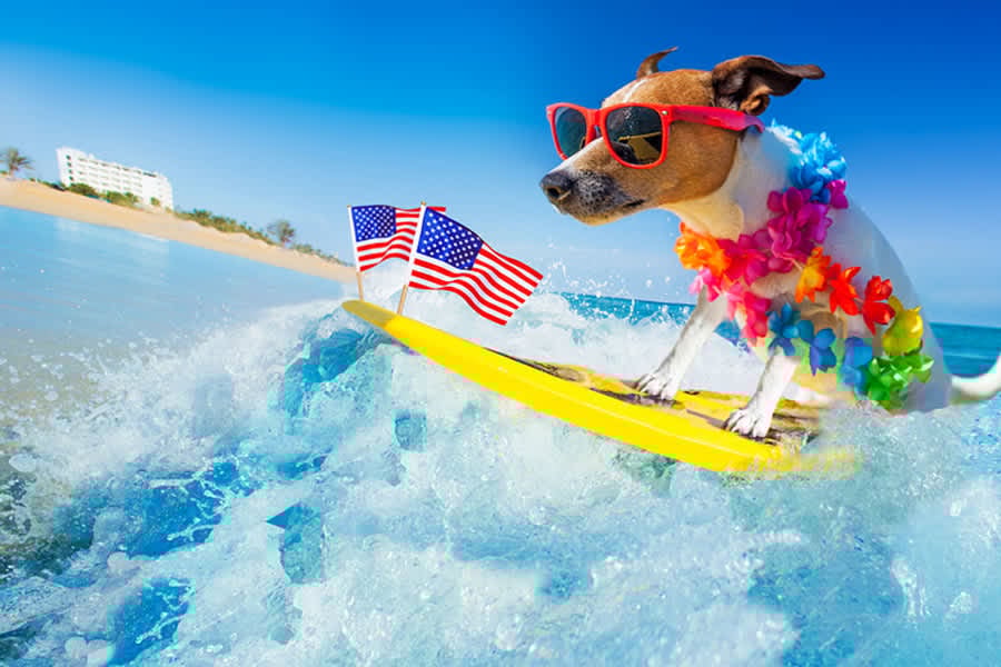 Keep Your Pets Cool: Surviving the Arizona Summer with Fido and Fluffy
