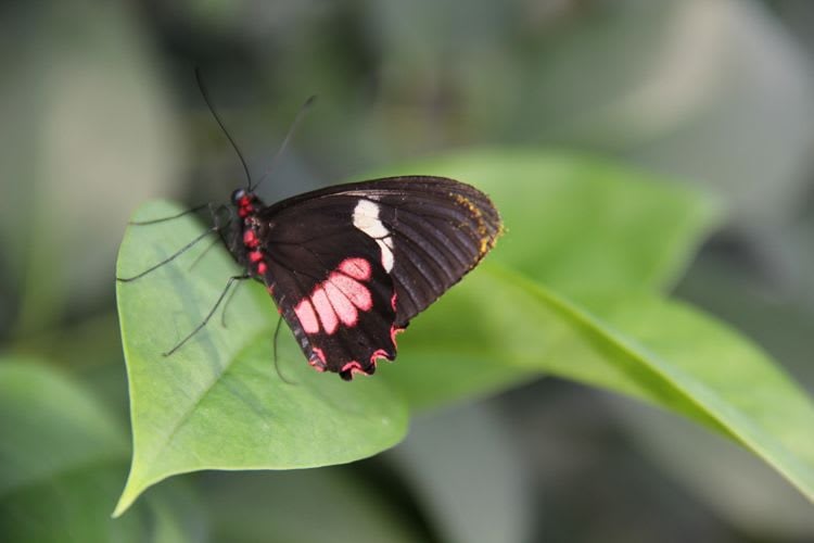 Spring Butterfly Exhibit at the Desert Botanical Garden