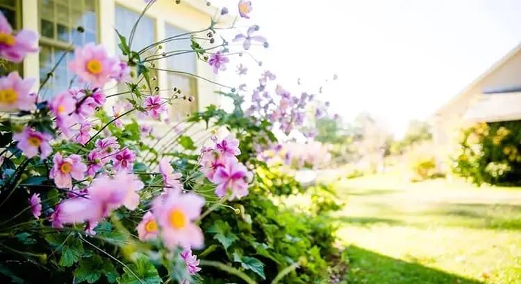 A garden scene with pink flowers in the foreground and a well-maintained lawn in the background. The image conveys a sense of nature and outdoor beauty.