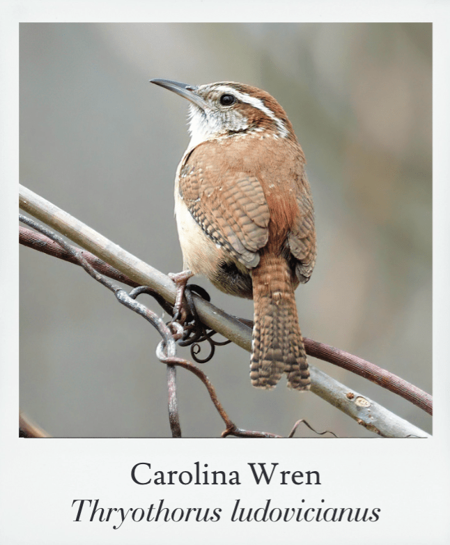 Basics of Birding