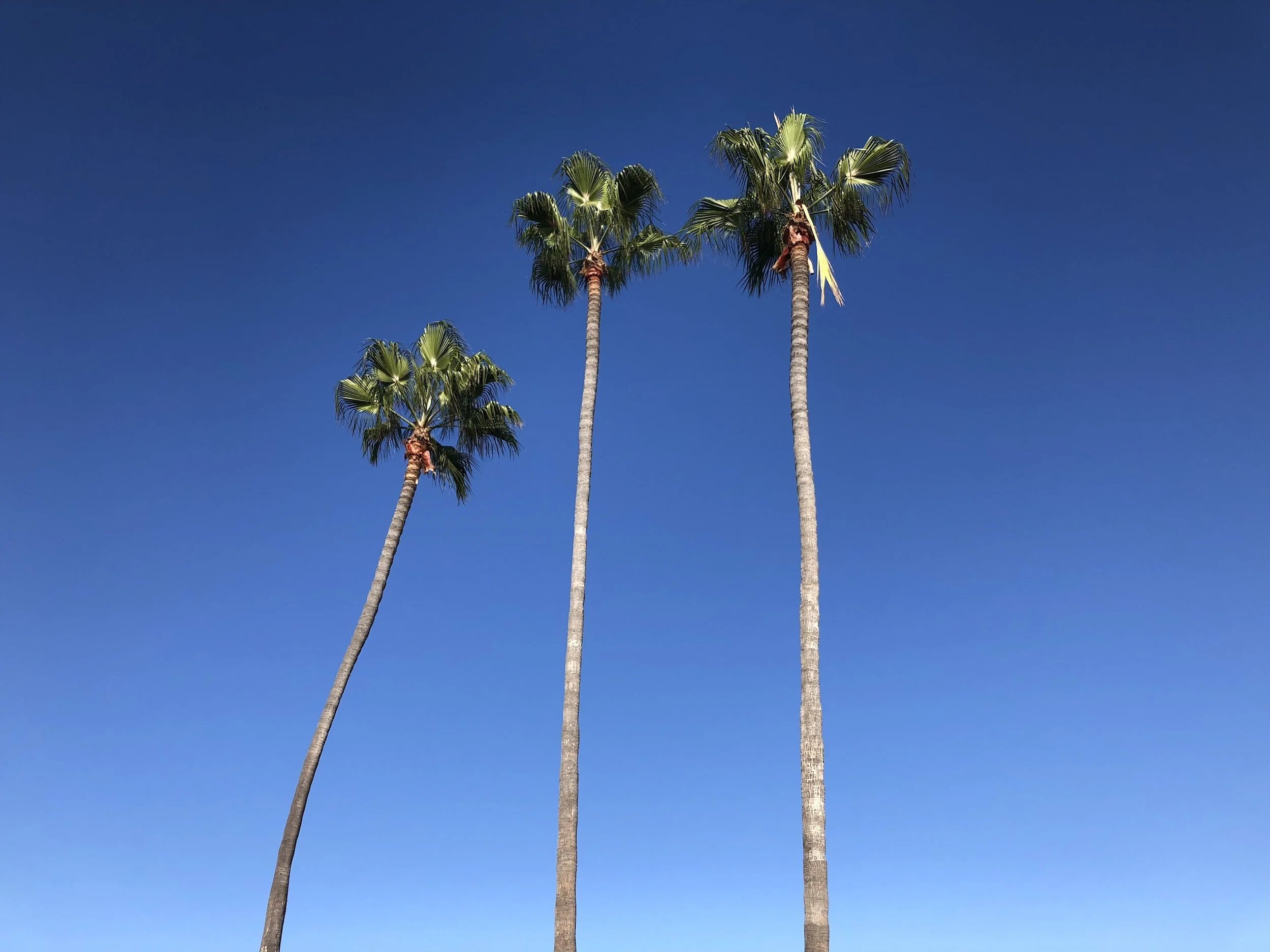 Three tall palm trees silhouetted against a clear blue sky.
