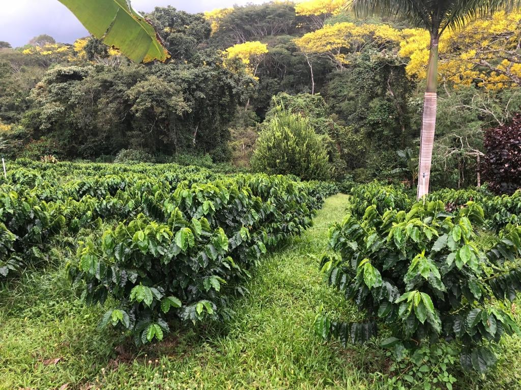 Waterfall Coffee Estate Villa, Atenas, Alajuela