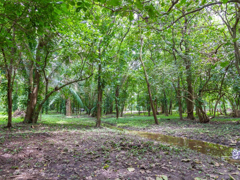 1 Acre Jungle Property