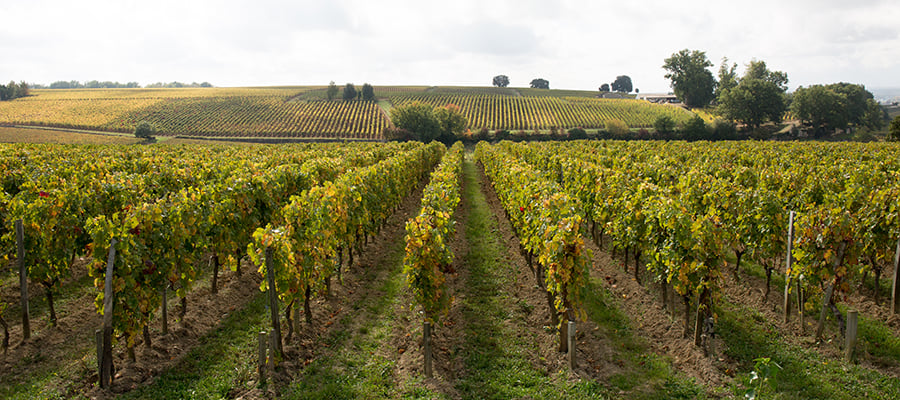 28 Local Wineries to Explore This Fall in the Washington, DC Area