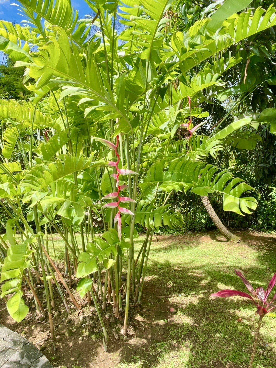 Casa Luna, 3bed /3bath Private Oasis, Convenient Location