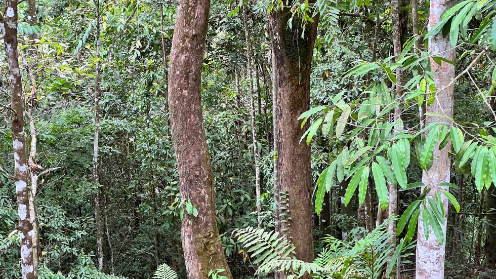 New Home and Guest Villa near Tinamastes Alfombra