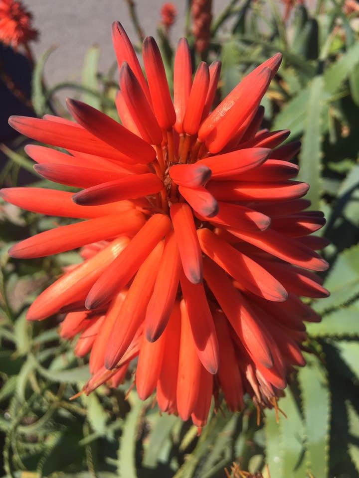 Red-orange desert flower with long petals against green succulent foliage.