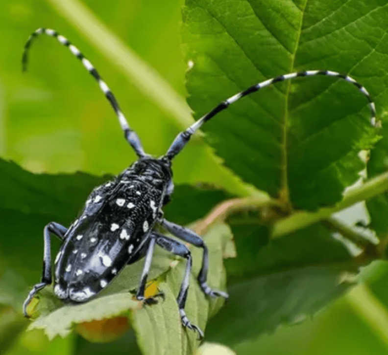 August is TREE check month | Asian Longhorn Beetle