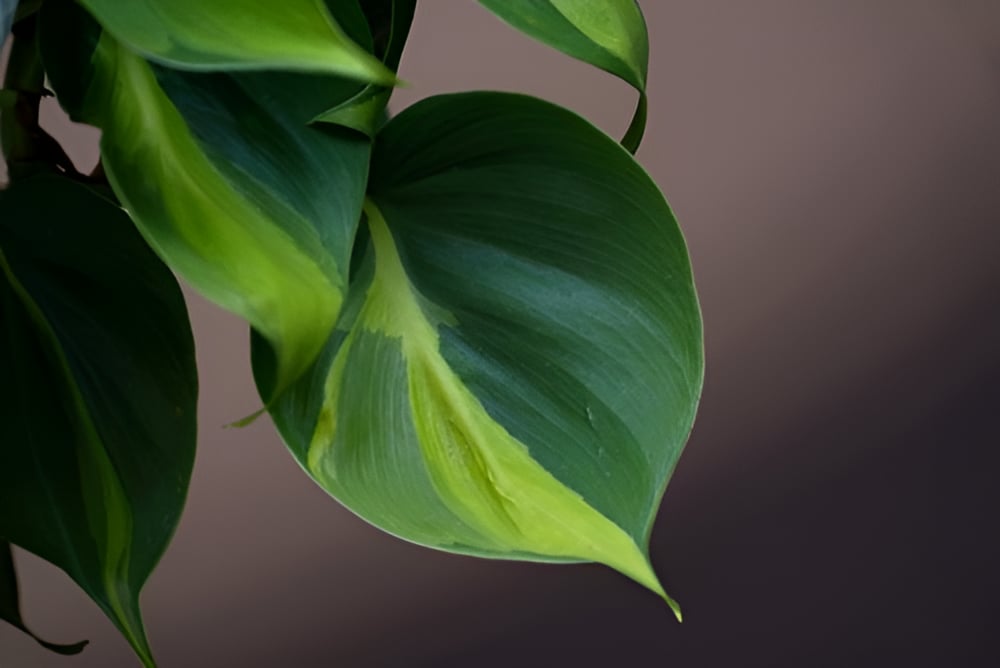 Soilless Gardening: How to Grow a Philodendron in Water